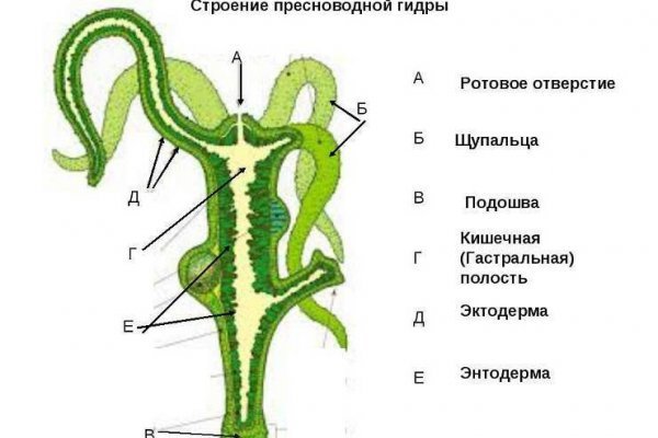 Настоящая ссылка на кракен